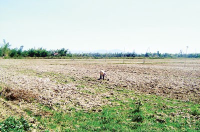 A 200 hectare rice field lies abandoned due to lack of irrigation water in Dien Ban District in Quang Nam Province (Photo: SGGP)